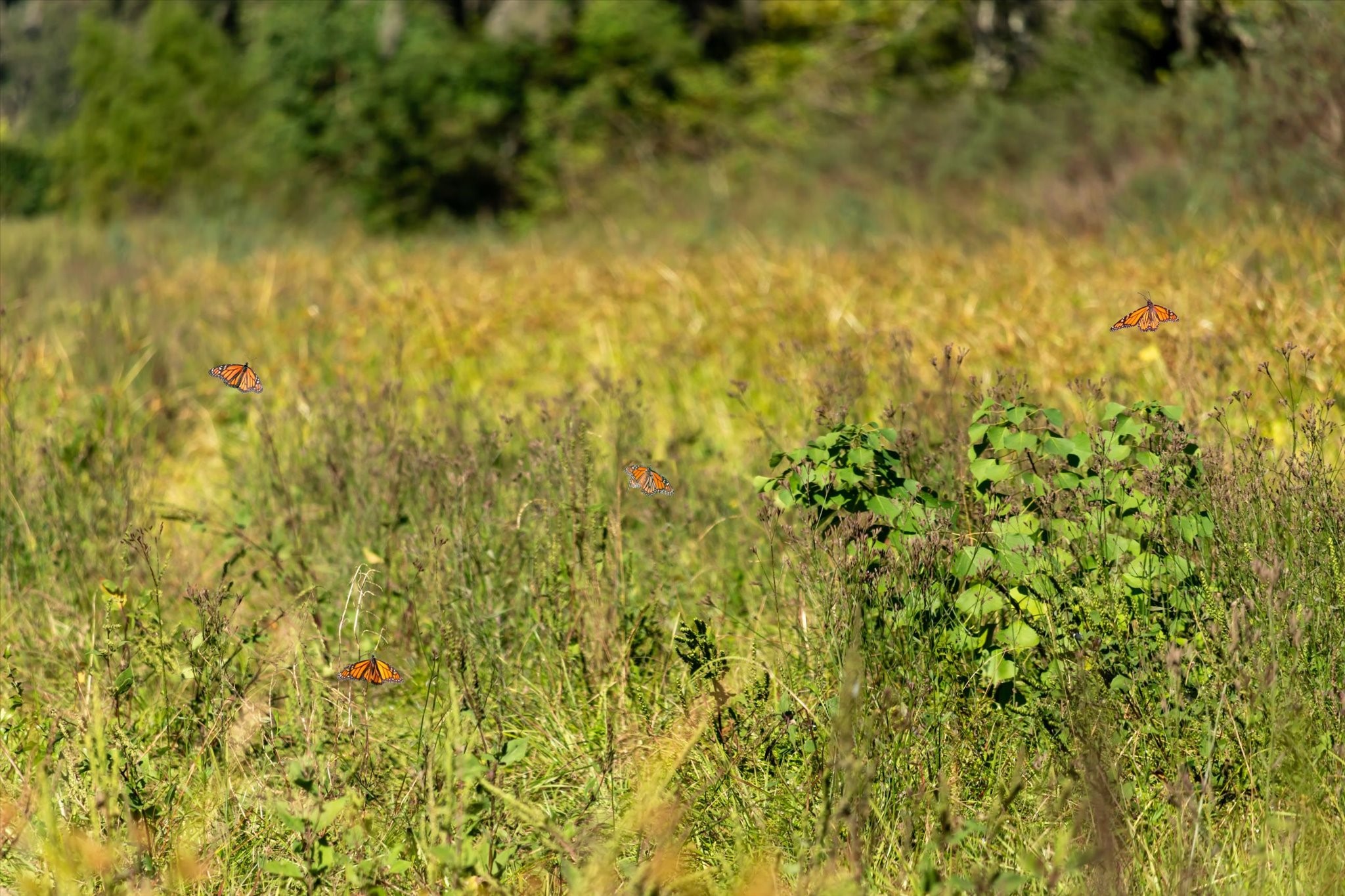 0 Cr 611 Angleton Tx 77515 Angleton, TX 77515 - Photo 20 of 33 a view of a yard