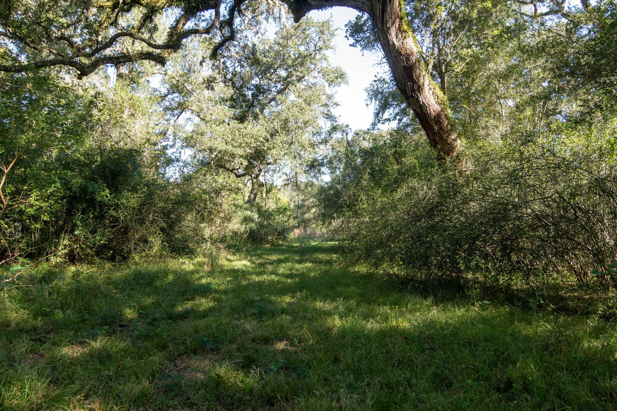 0 Cr 611 Angleton Tx 77515 Angleton, TX 77515 - Photo 2 of 33 a view of a yard