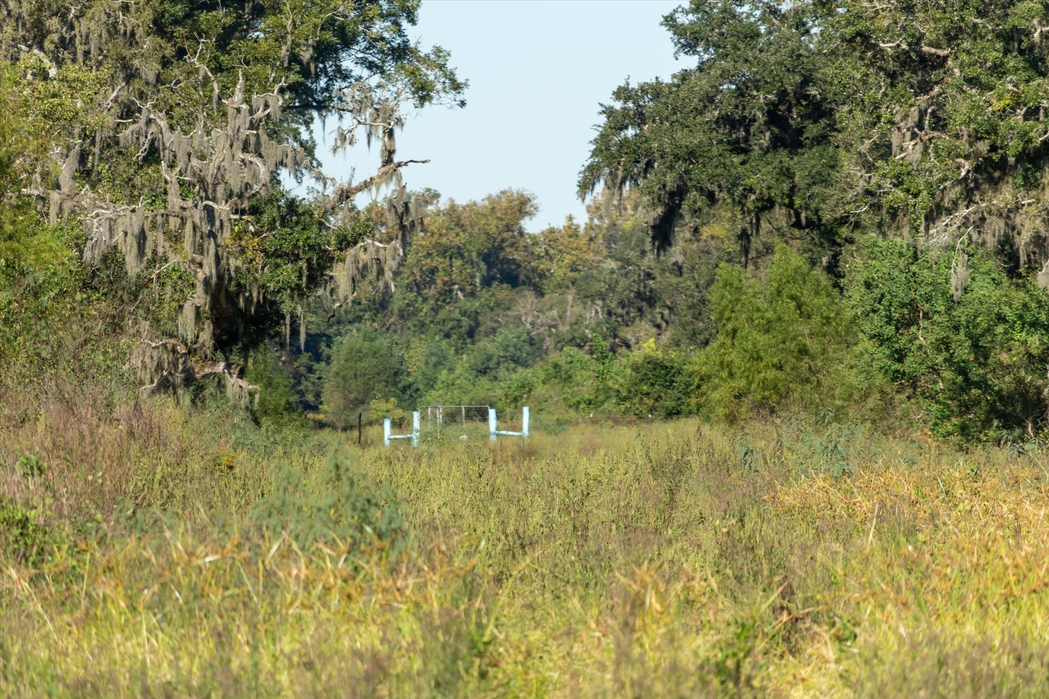 0 Cr 611 Angleton Tx 77515 Angleton, TX 77515 - Photo 21 of 33 a view of a yard with a tree