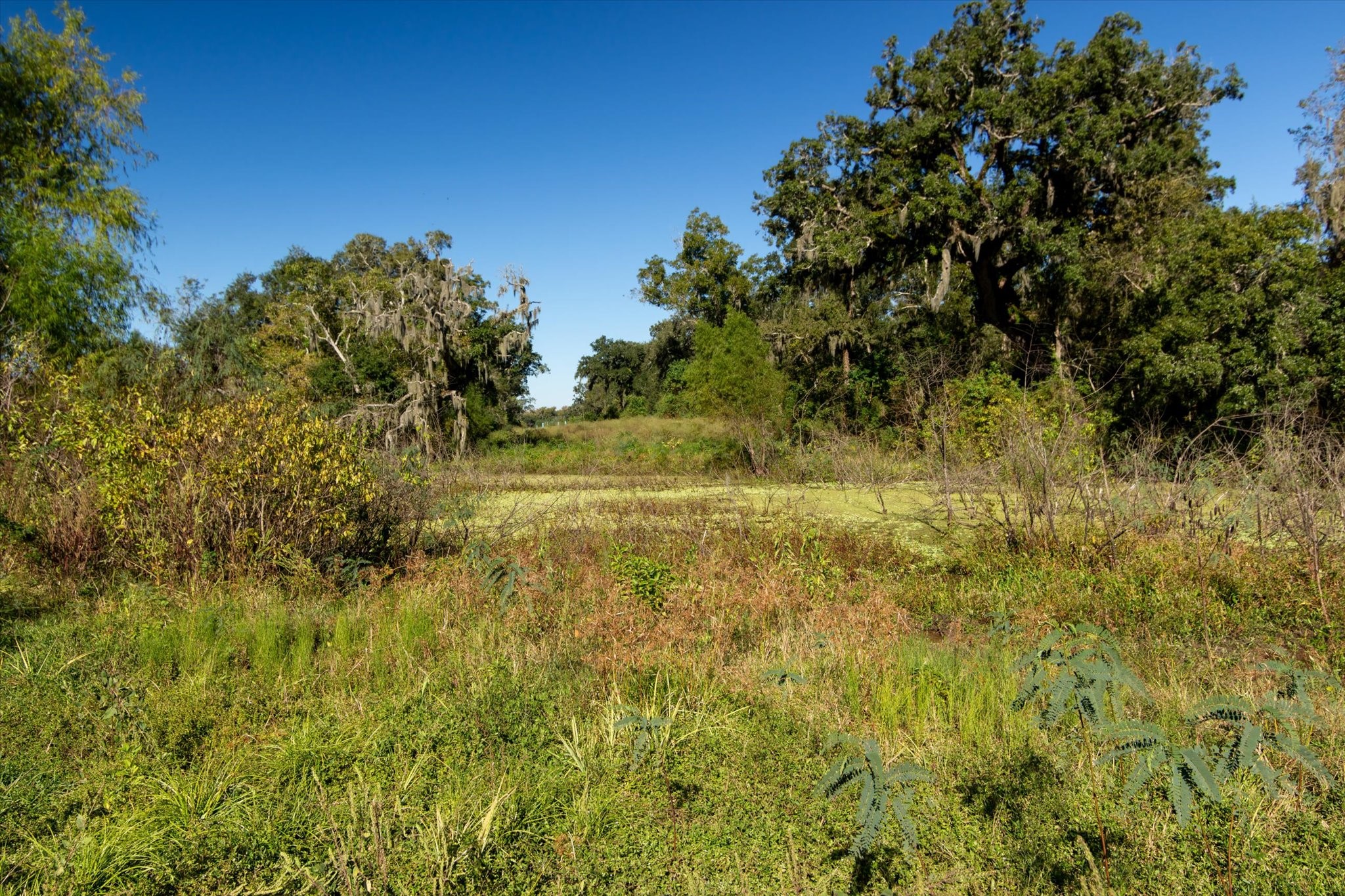0 Cr 611 Angleton Tx 77515 Angleton, TX 77515 - Photo 22 of 33 a view of a yard with a tree