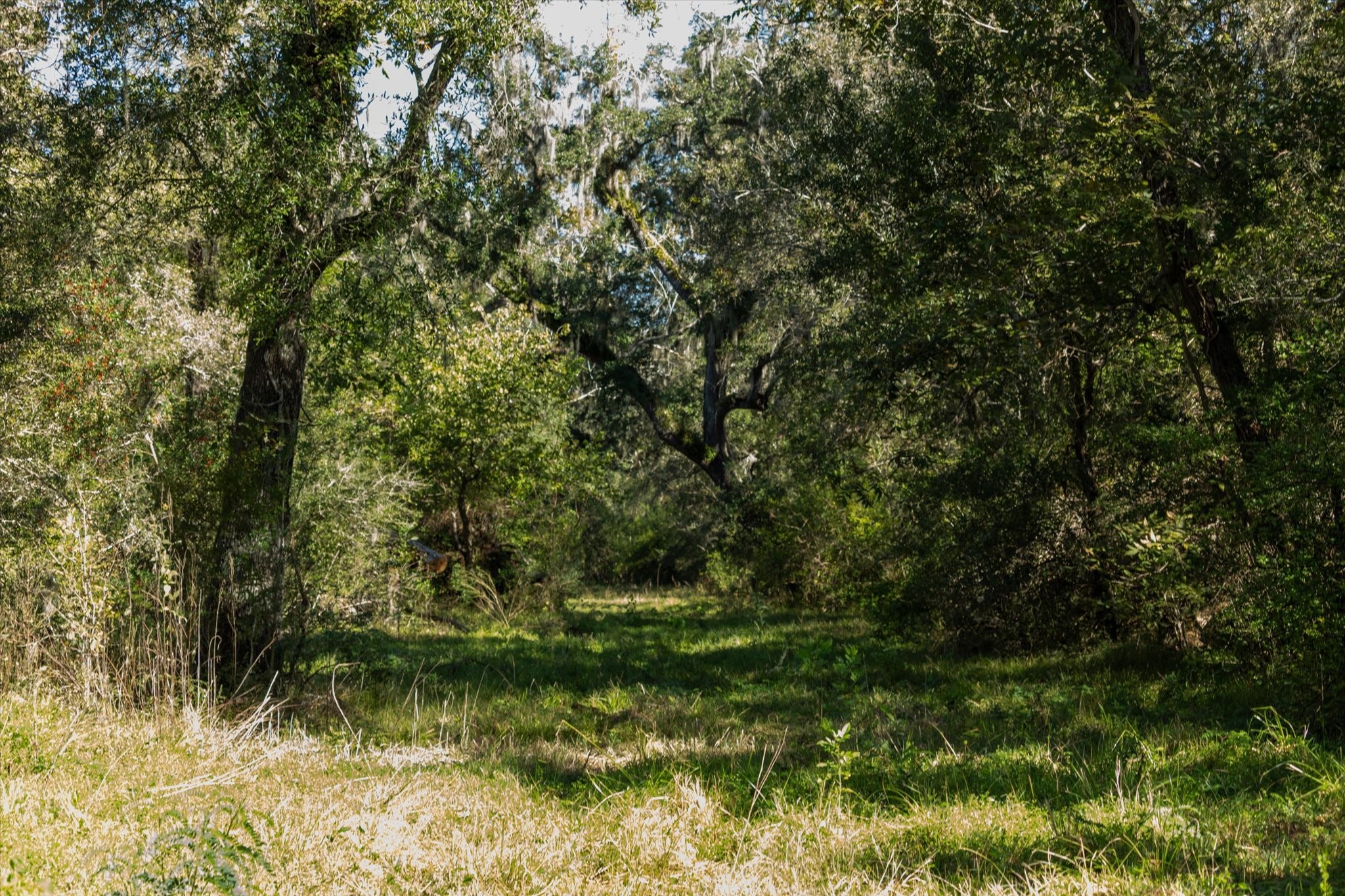 0 Cr 611 Angleton Tx 77515 Angleton, TX 77515 - Photo 24 of 33 a view of a yard
