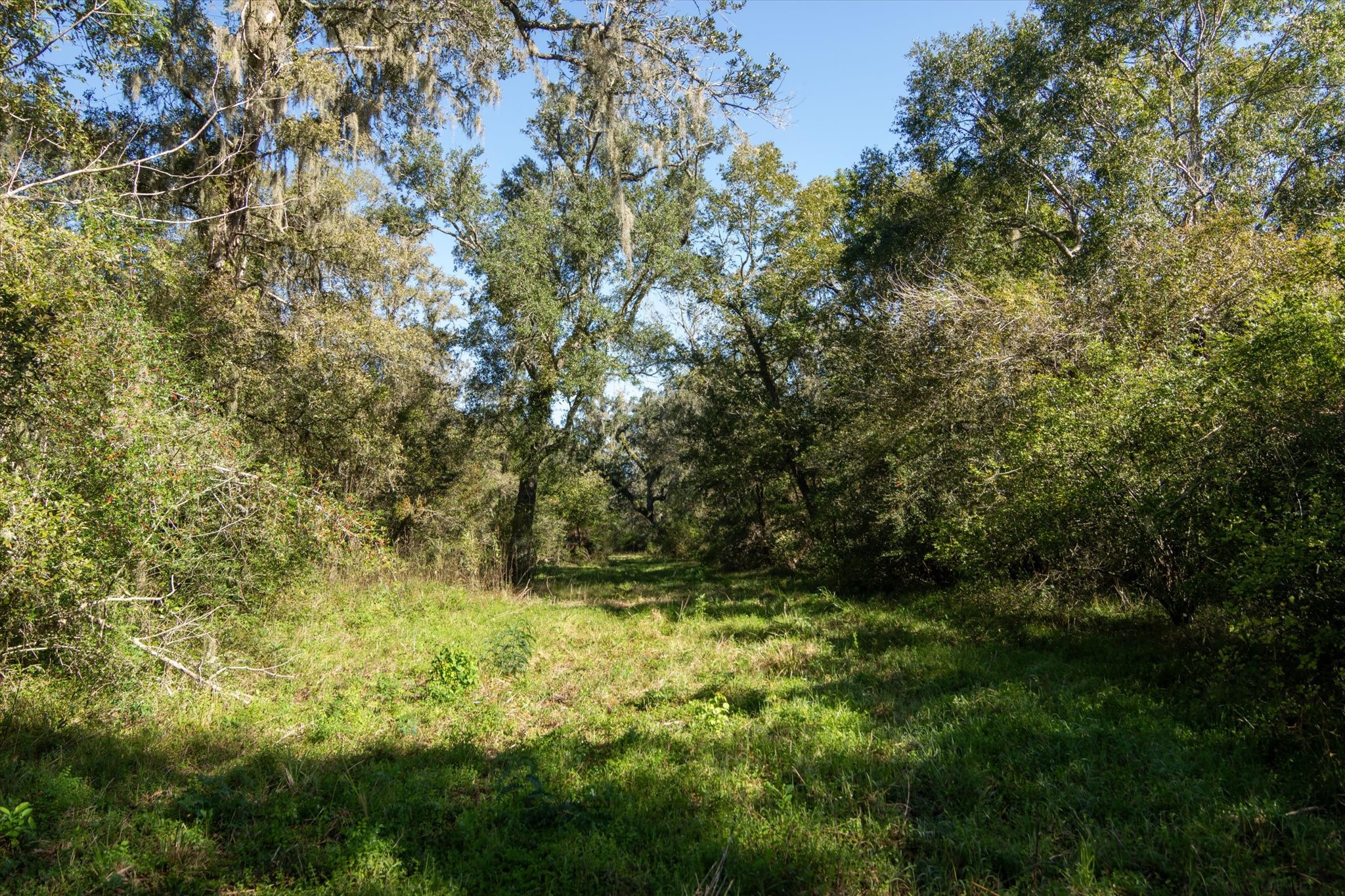 0 Cr 611 Angleton Tx 77515 Angleton, TX 77515 - Photo 25 of 33 a view of outdoor space and trees