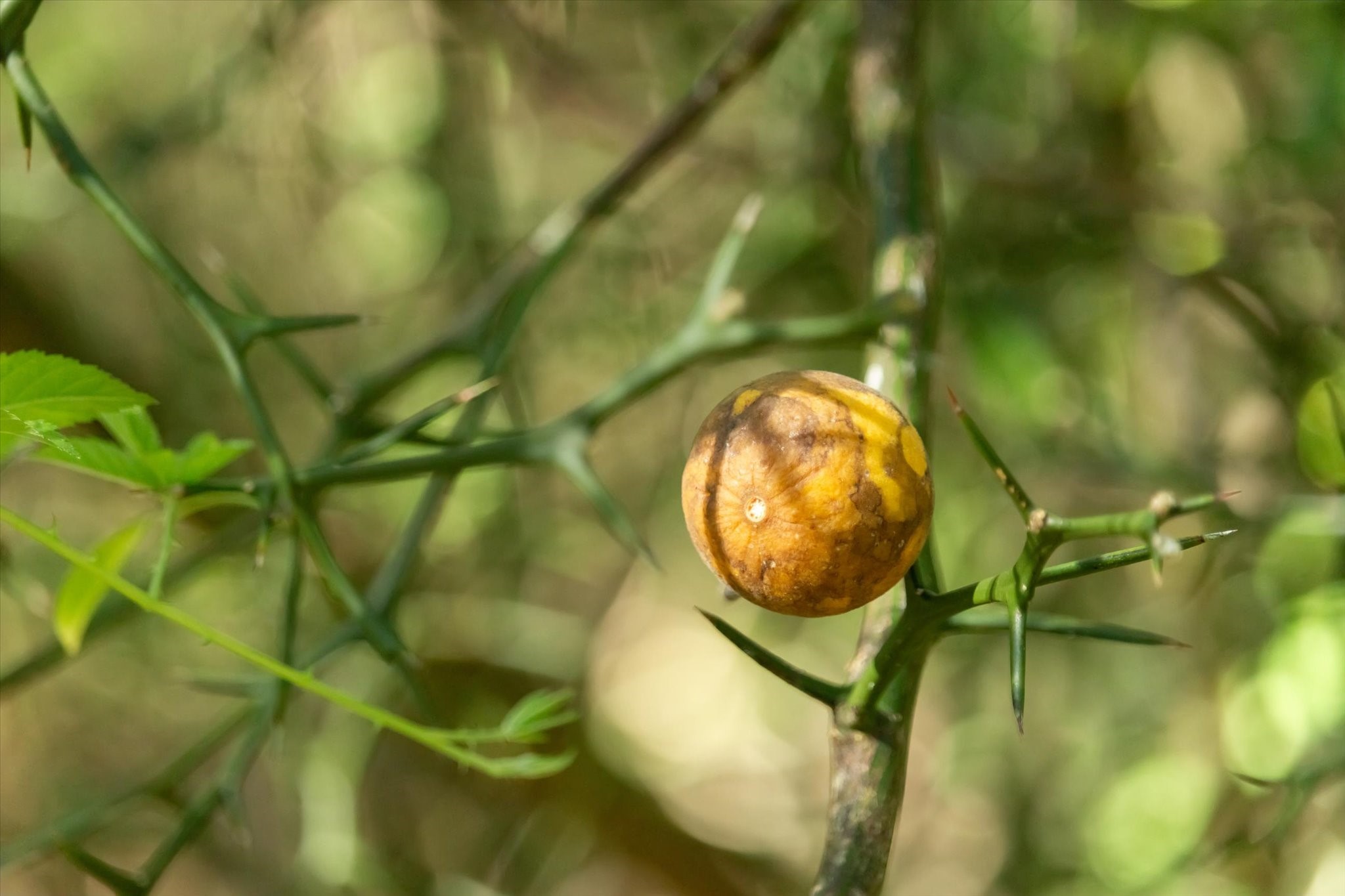 0 Cr 611 Angleton Tx 77515 Angleton, TX 77515 - Photo 26 of 33