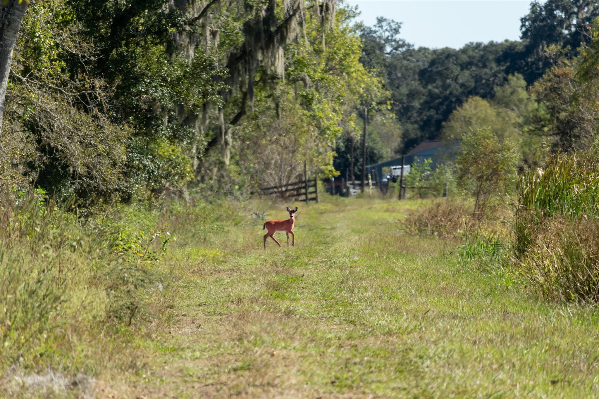0 Cr 611 Angleton Tx 77515 Angleton, TX 77515 - Photo 28 of 33 a view of a yard