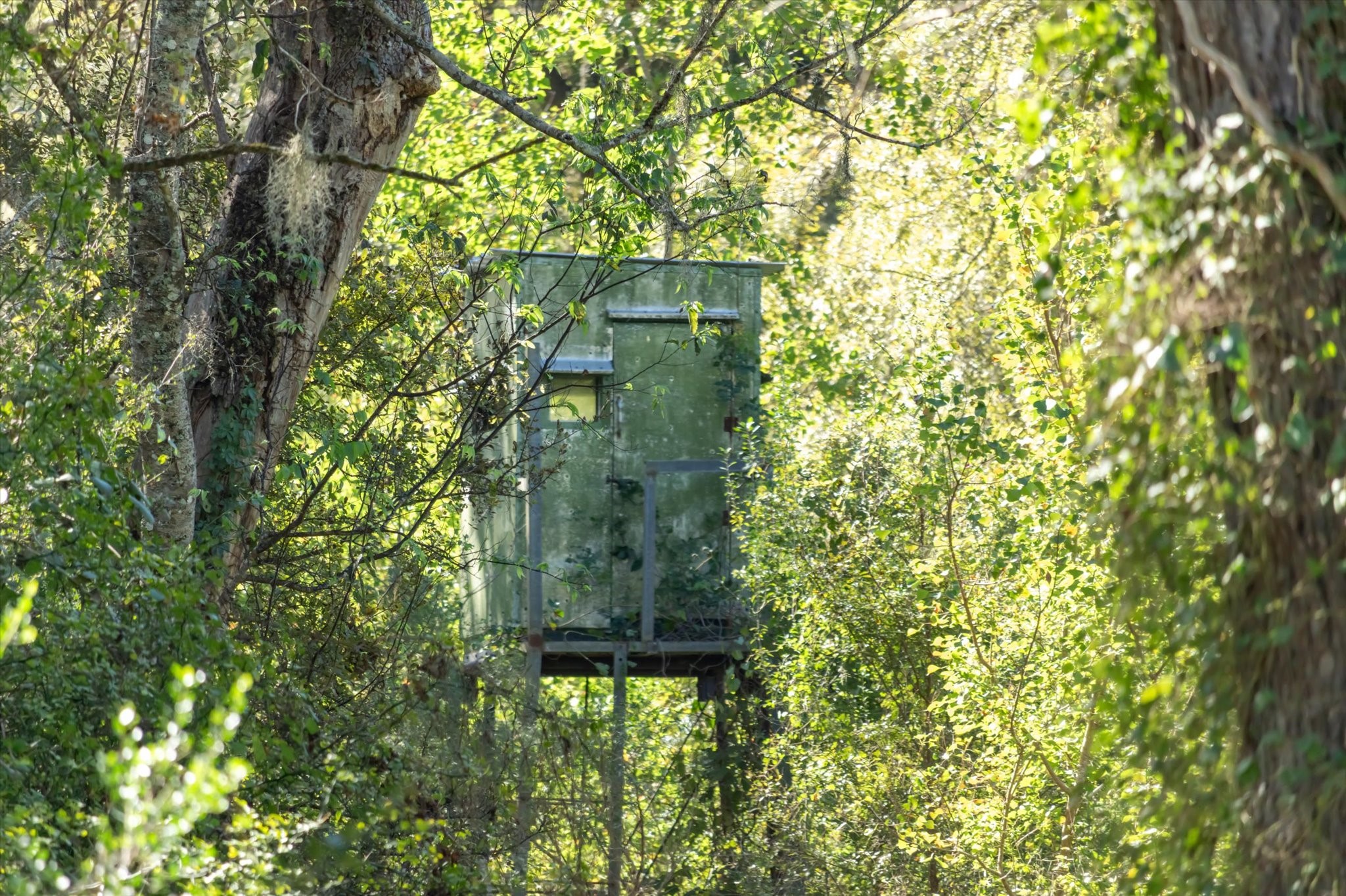 0 Cr 611 Angleton Tx 77515 Angleton, TX 77515 - Photo 32 of 33 a plant that is in front of a tree