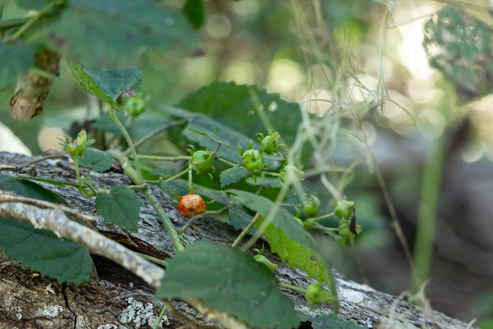 0 Cr 611 Angleton Tx 77515 Angleton, TX 77515 - Photo 33 of 33 a plant that is sitting in a garden
