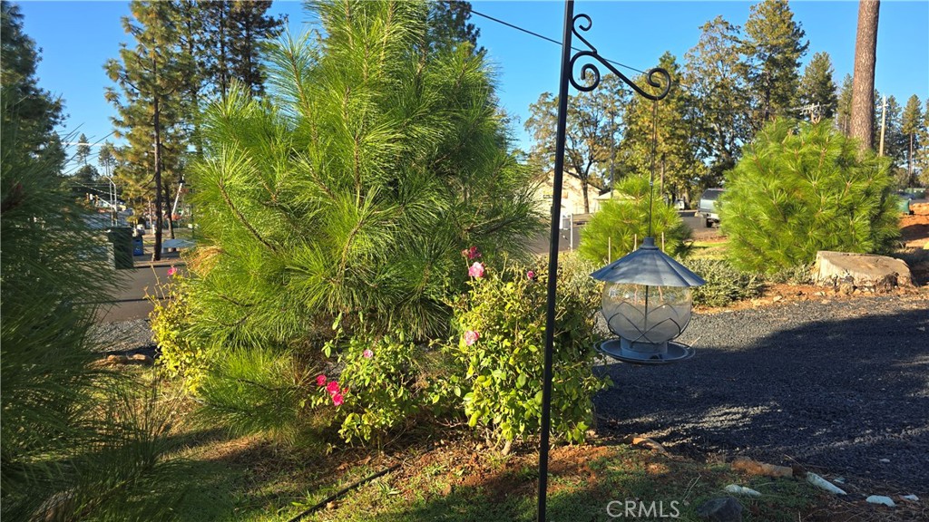 6396 Diamond Paradise, CA 95969 - Photo 14 of 36 a view of yard