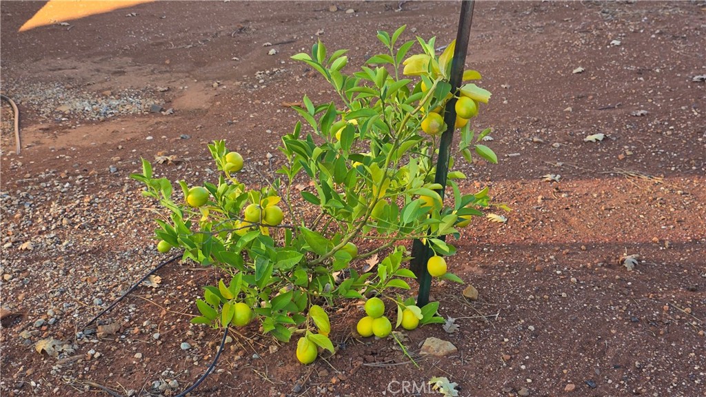 6396 Diamond Paradise, CA 95969 - Photo 8 of 36 a view of a tree with a plant