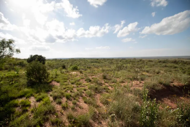 a view of a big yard with lots of bushes