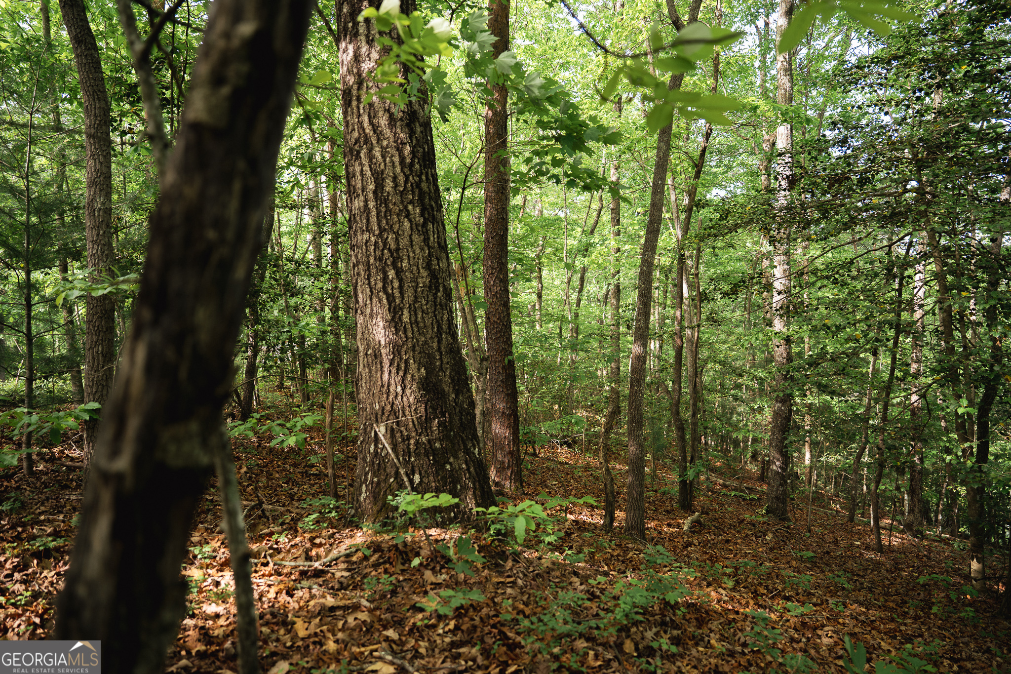 Tract 1 Century Lane Blue Ridge, GA 30513 - Photo 12 of 43