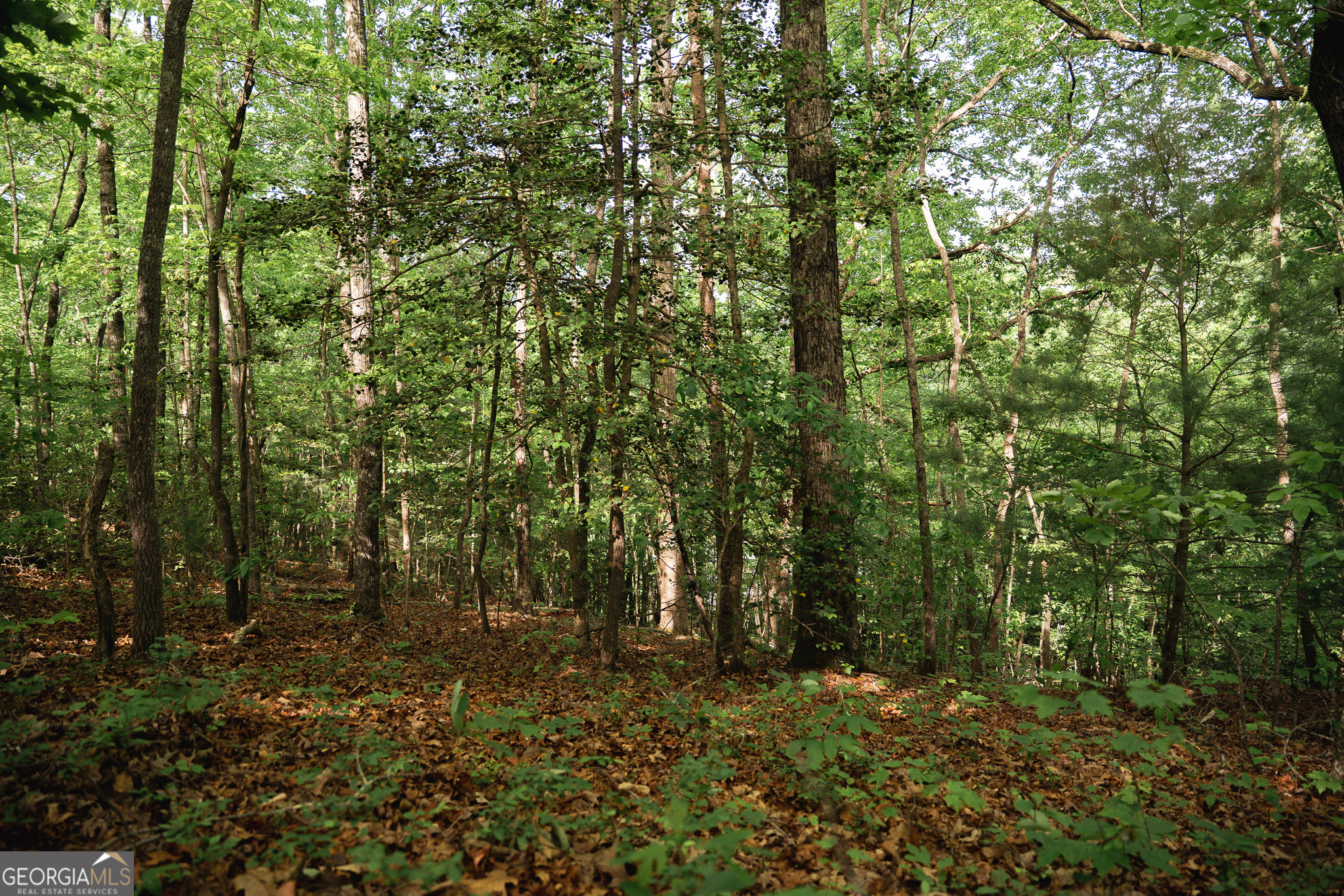 Tract 1 Century Lane Blue Ridge, GA 30513 - Photo 13 of 43