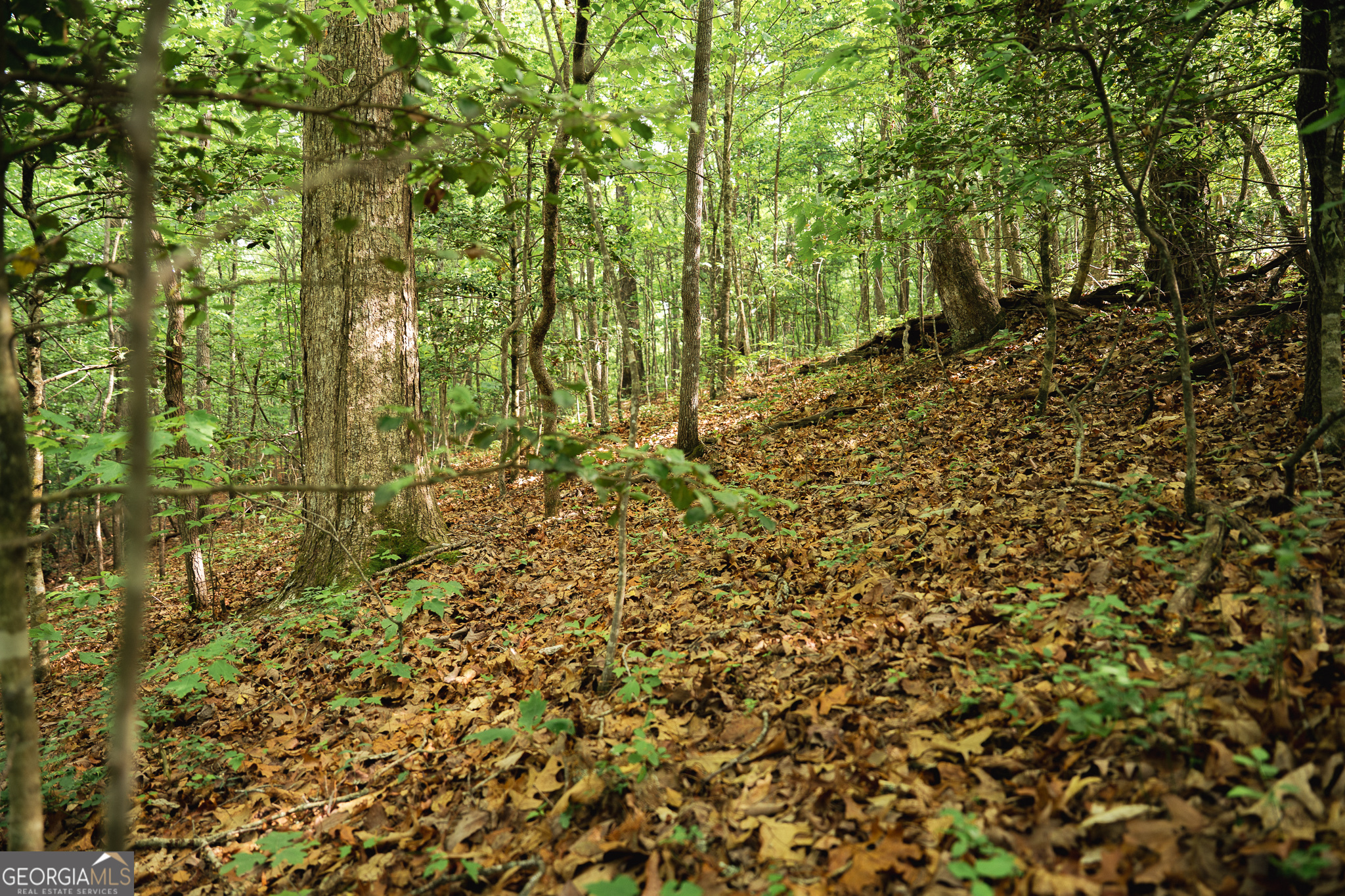 Tract 1 Century Lane Blue Ridge, GA 30513 - Photo 14 of 43
