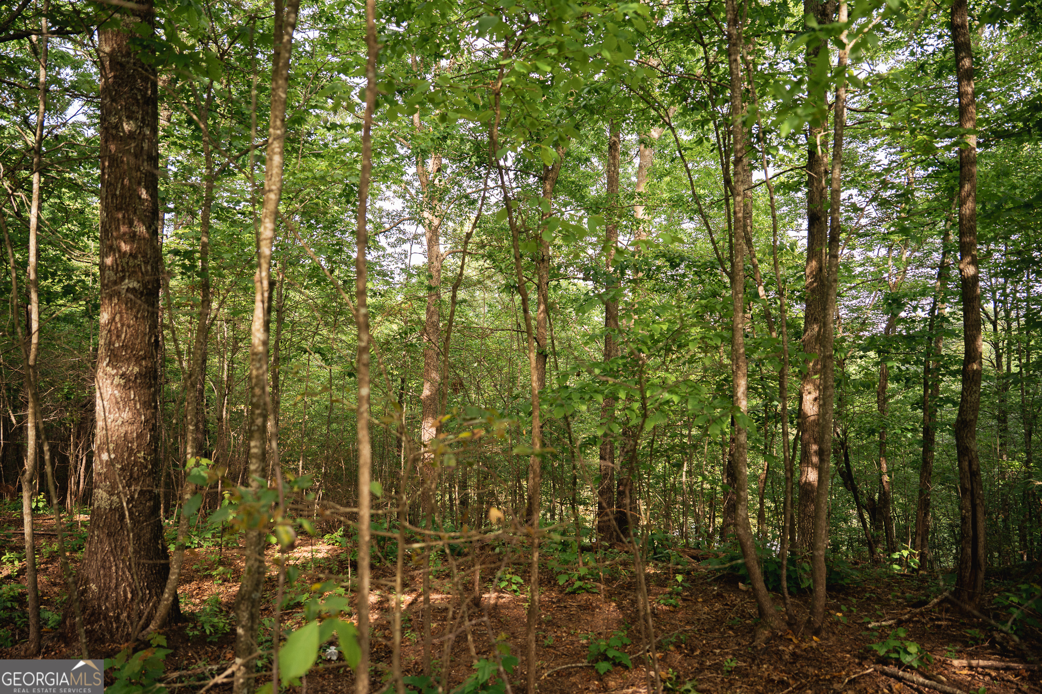 Tract 1 Century Lane Blue Ridge, GA 30513 - Photo 15 of 43