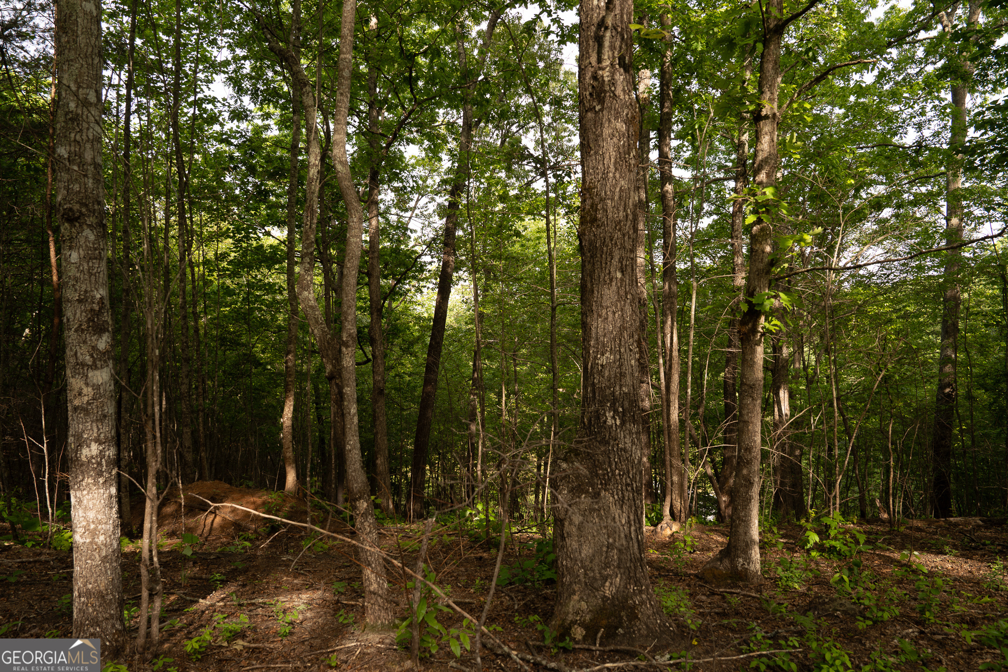 Tract 1 Century Lane Blue Ridge, GA 30513 - Photo 17 of 43