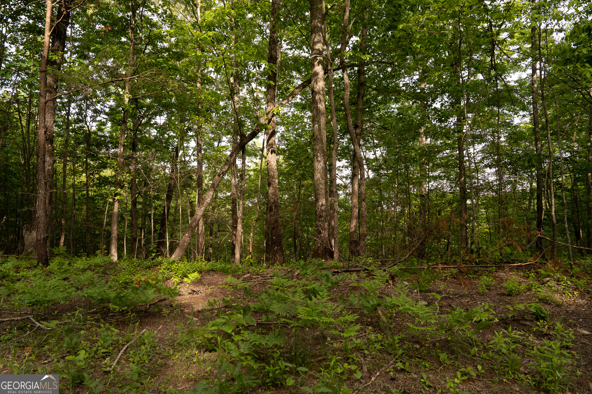 Tract 1 Century Lane Blue Ridge, GA 30513 - Photo 19 of 43