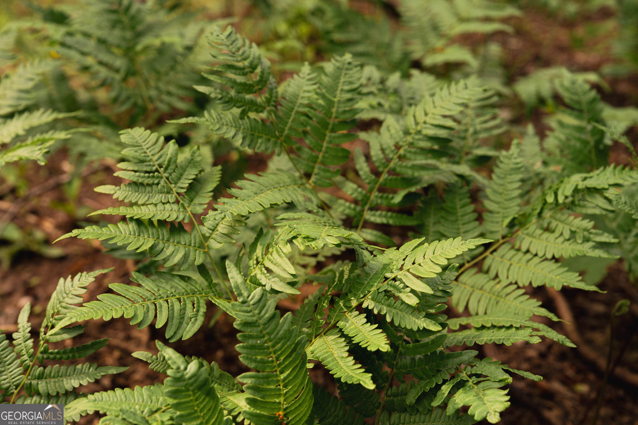 Tract 1 Century Lane Blue Ridge, GA 30513 - Photo 20 of 43