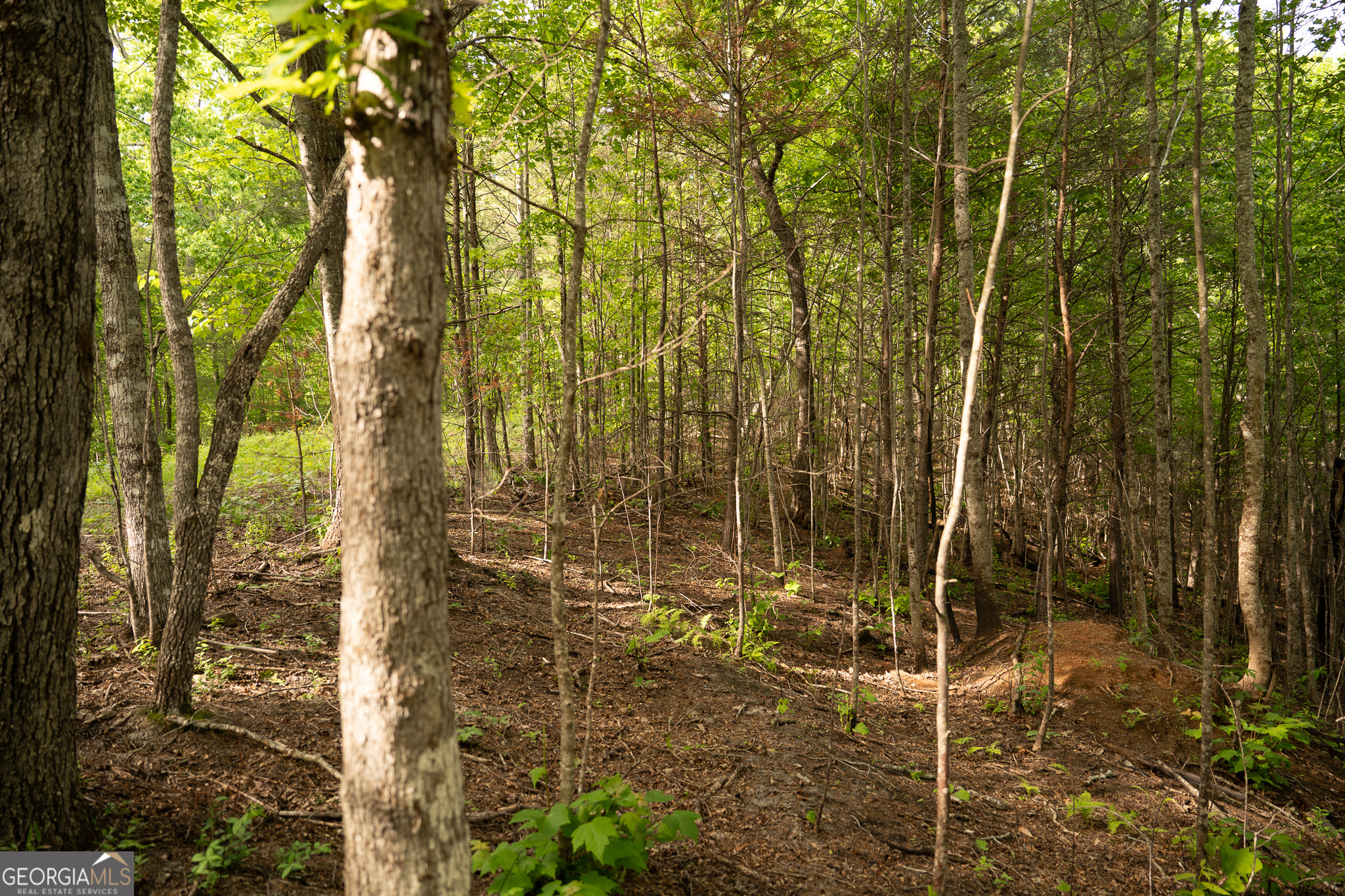 Tract 1 Century Lane Blue Ridge, GA 30513 - Photo 21 of 43