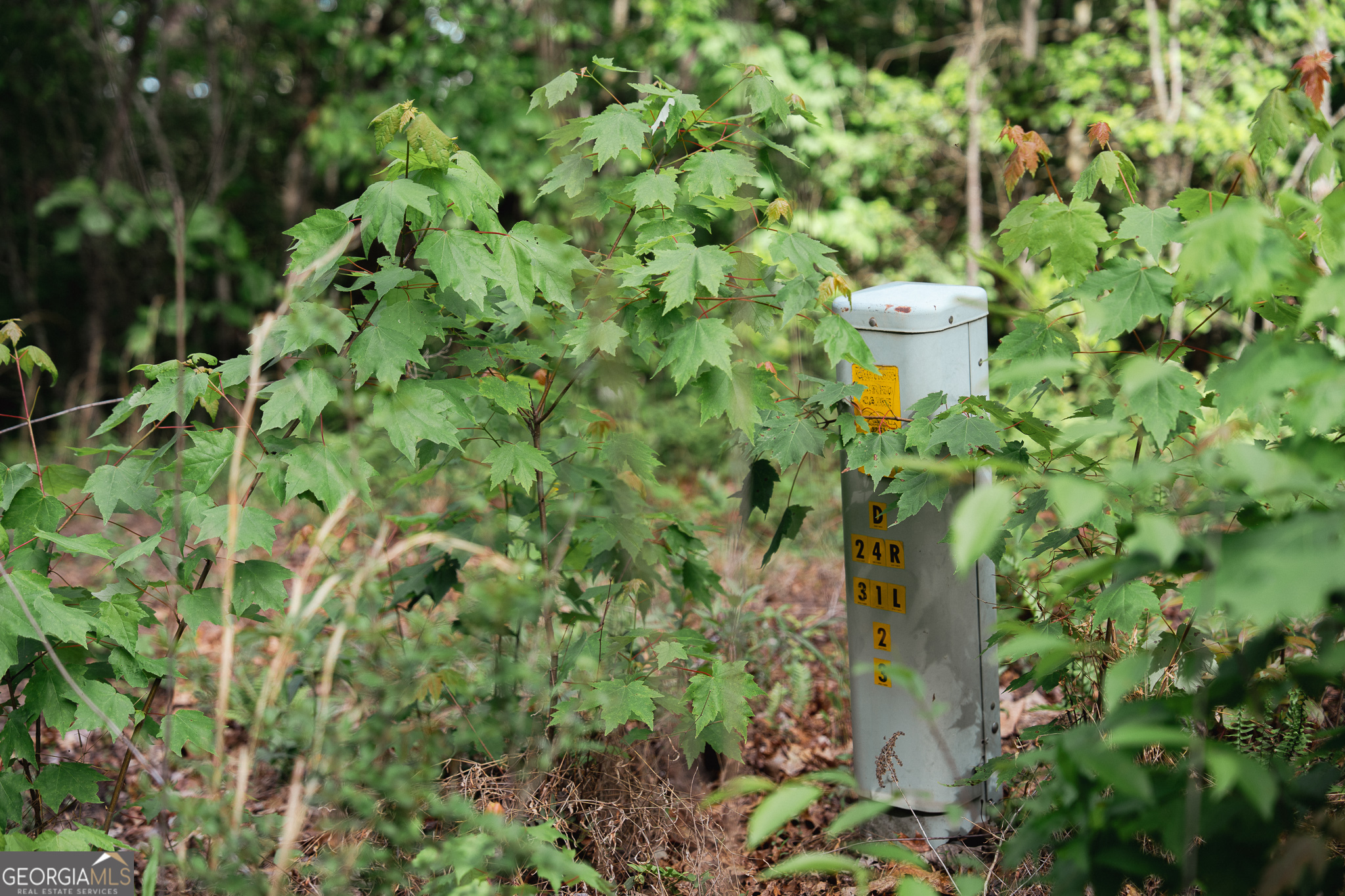 Tract 1 Century Lane Blue Ridge, GA 30513 - Photo 8 of 43