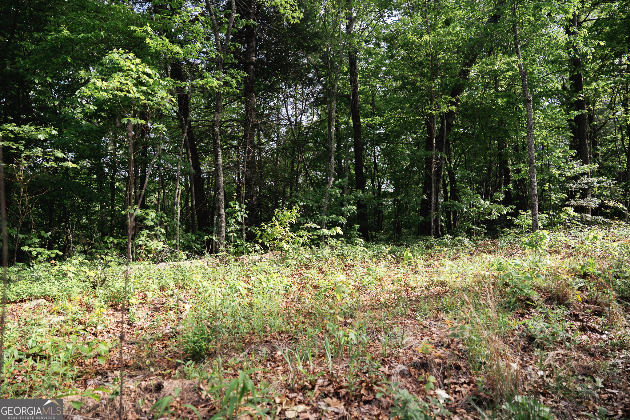 Tract 1 Century Lane Blue Ridge, GA 30513 - Photo 10 of 43