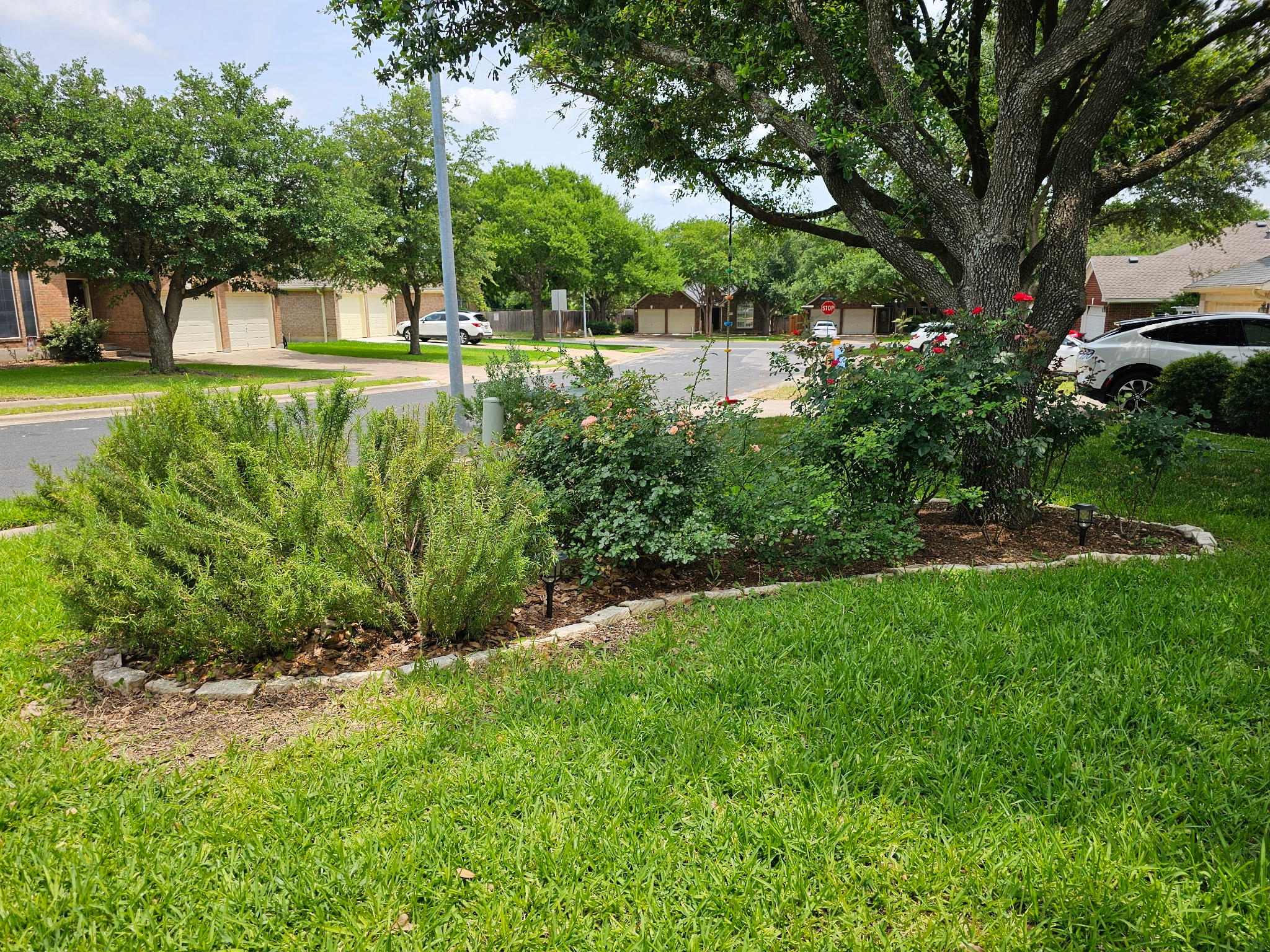 13208 Calf Roping Trail Austin, TX 78727 - Photo 9 of 40 Mature landscaping throughout the front and back yards (photo taken last Spring).