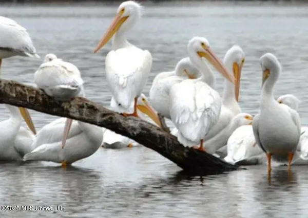 $675,000 | 200 Herons Bay Circle, Madison, MS 39110