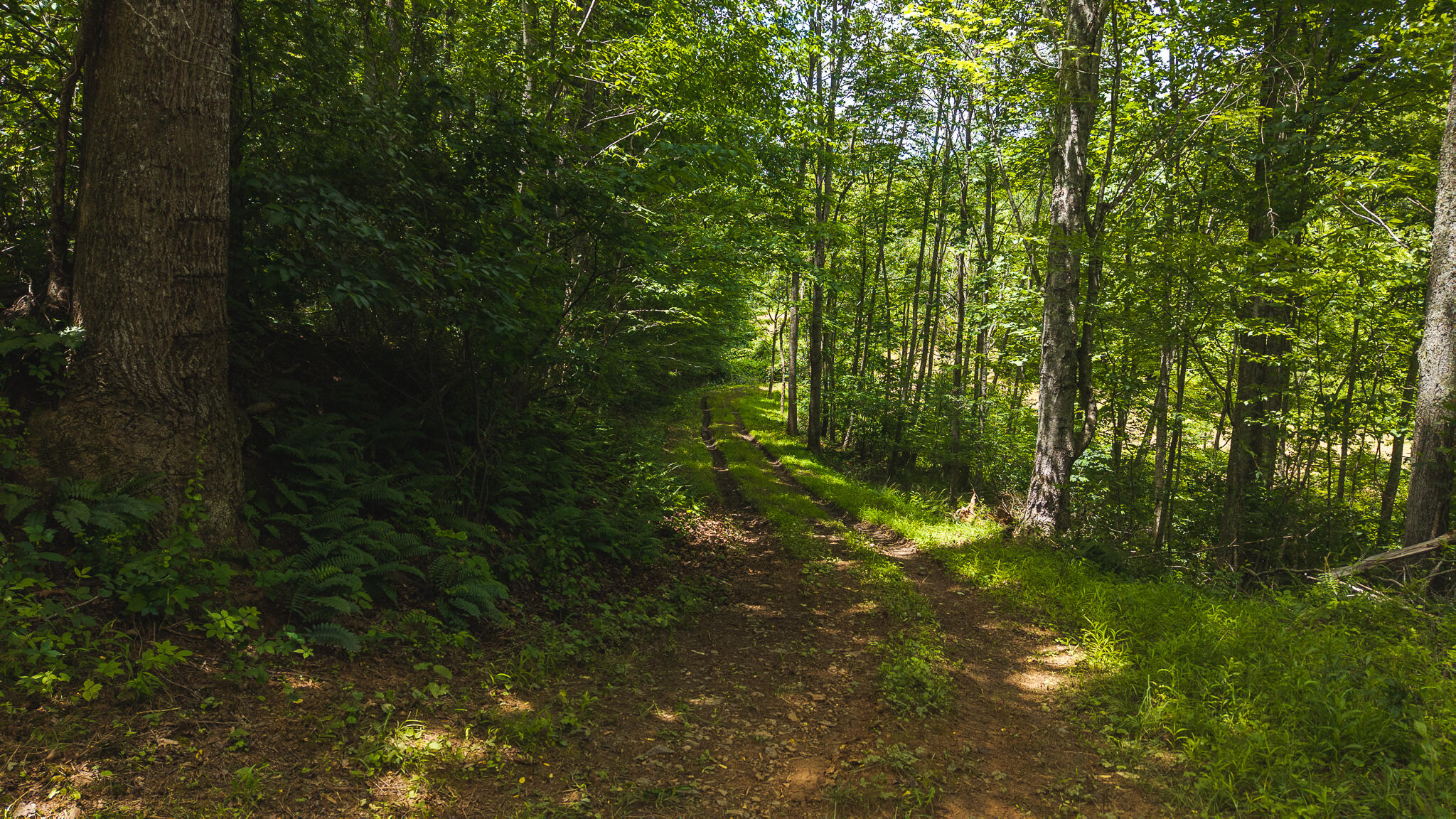0 Ferney Creek Road Northwest Willis, VA 24380 - Photo 13 of 29 DJI_20250618132432_0397_D