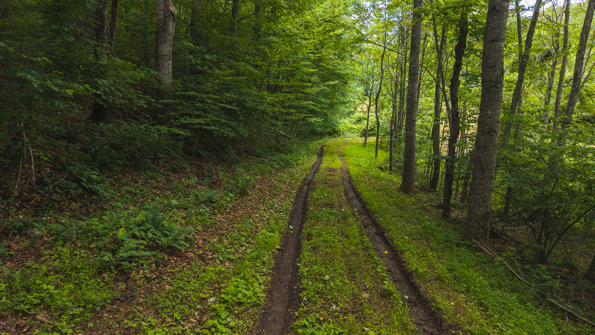 0 Ferney Creek Road Northwest Willis, VA 24380 - Photo 15 of 29 DJI_20250618132812_0405_D