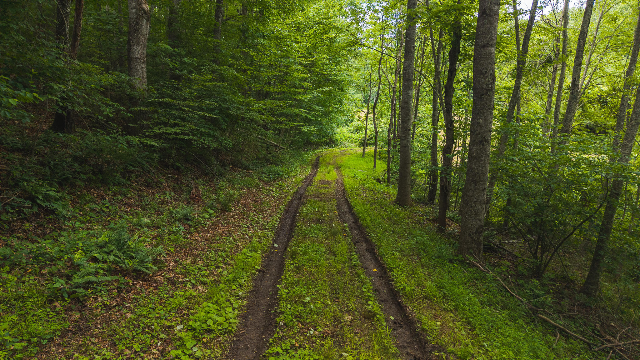 0 Ferney Creek Road Northwest Willis, VA 24380 - Photo 16 of 29 DJI_20250618132819_0406_D