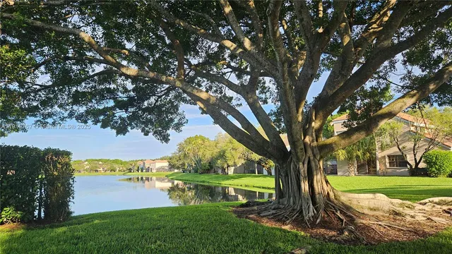 a view of a park with large trees