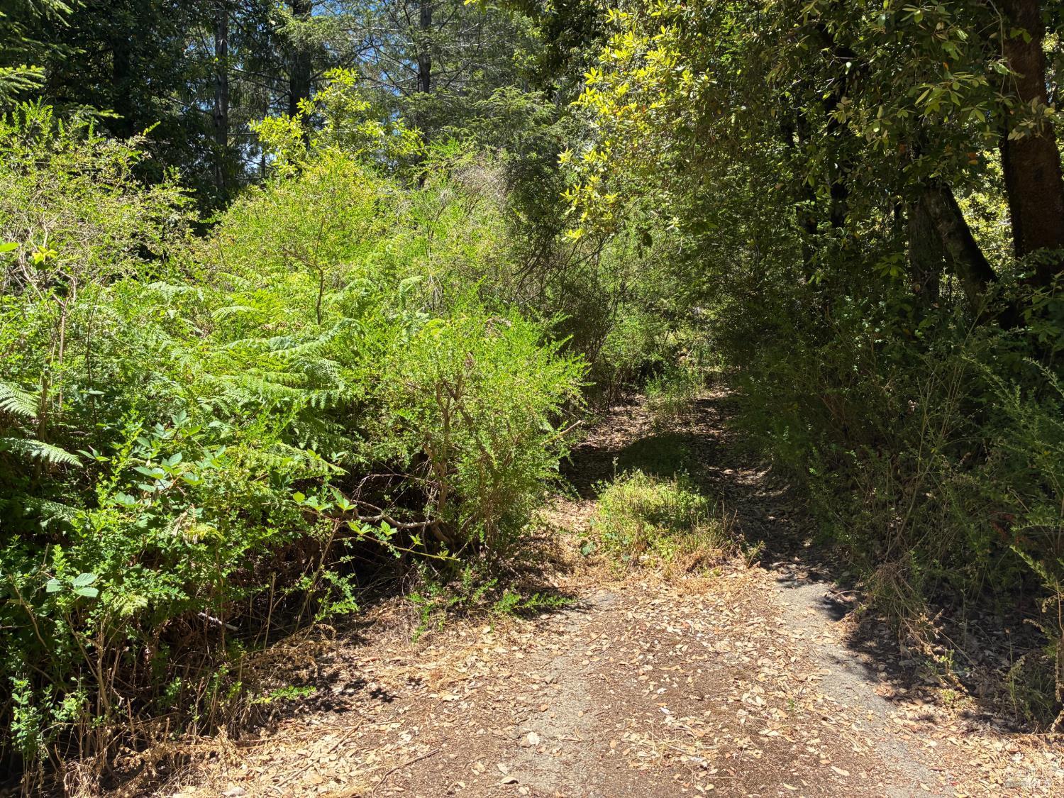 30 Sunrise Mountain Road Cazadero, CA 95421 - Photo 1 of 12 a view of a yard with large trees
