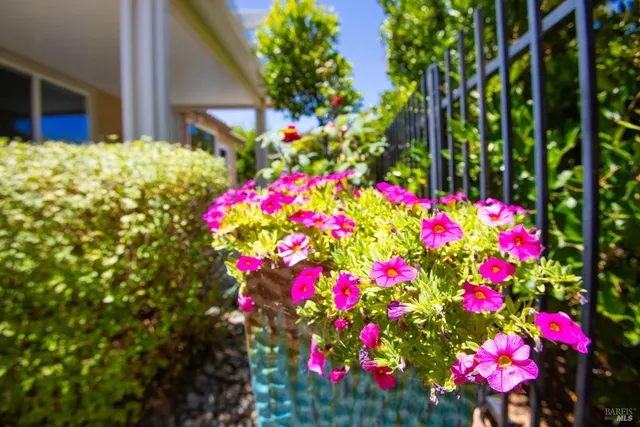 a view of a tree in a yard