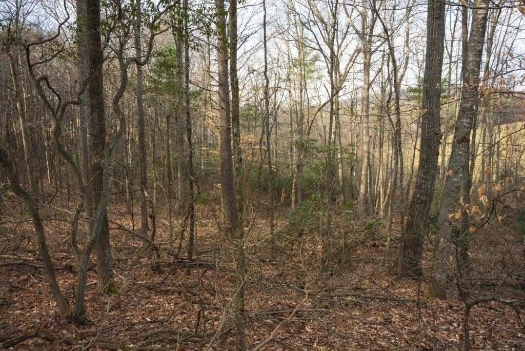 Tbd Long Mountain Road Southwest Willis, VA 24380 - Photo 50 of 66 Gallery Image 50