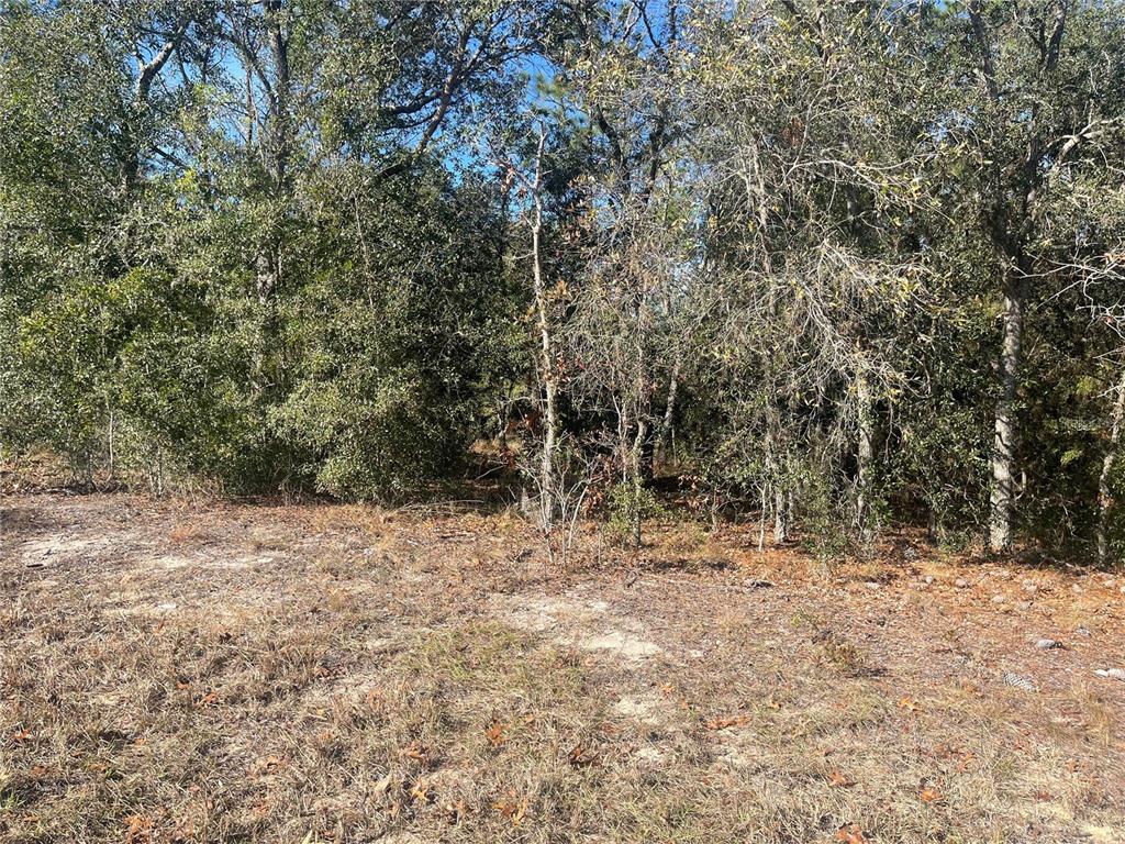 152 Northeast Ne Terrace Williston, FL 32696 - Photo 1 of 1 a view of a yard with a tree