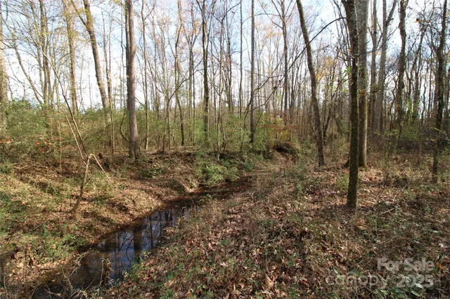 a view of a forest with trees in the background