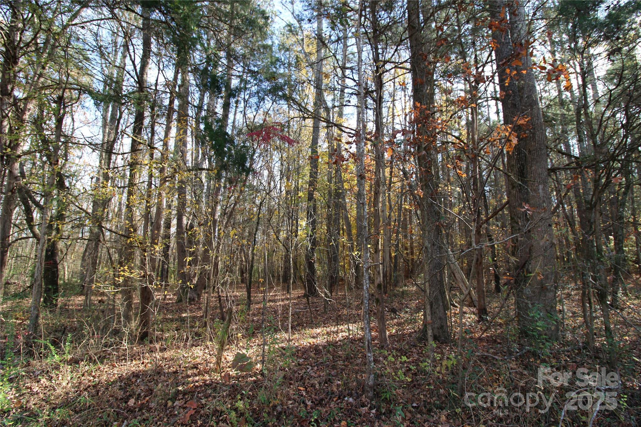 6.5-ac Bookout Road McConnells, SC 29726 - Photo 4 of 10 a view of forest