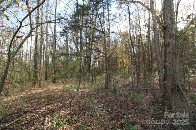 a view of a forest with trees in the background