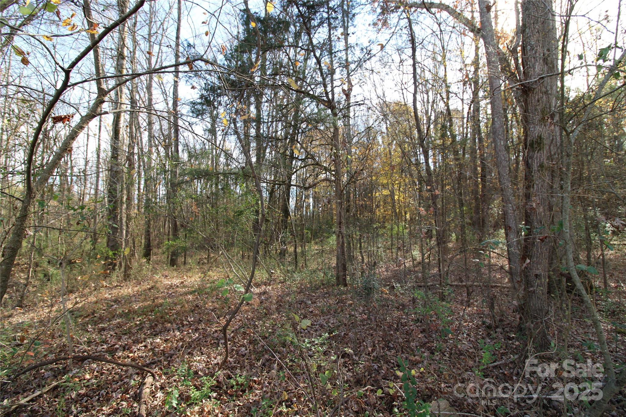 6.5-ac Bookout Road McConnells, SC 29726 - Photo 6 of 10 a view of a forest with trees in the background