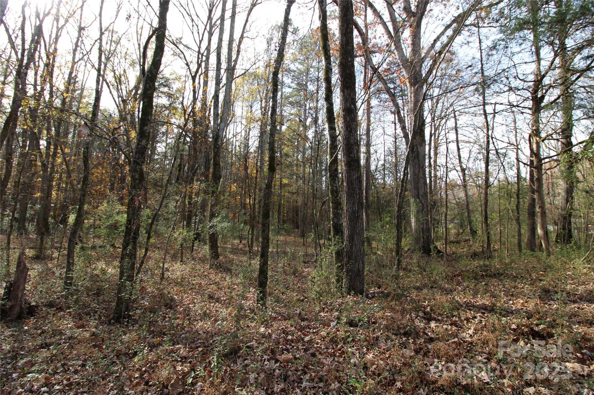 6.5-ac Bookout Road McConnells, SC 29726 - Photo 8 of 10 a view of forest