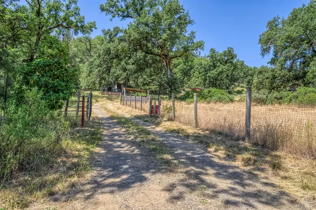 a view of a yard with plants and trees