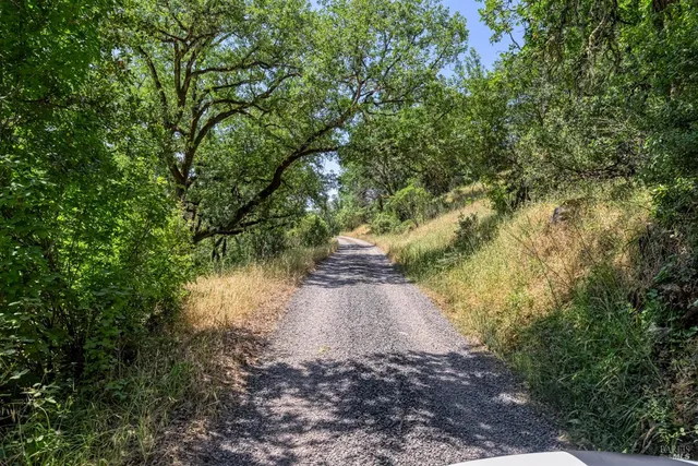 a view of a yard with plants and a pathway