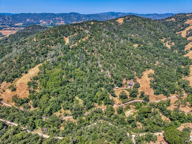 a view of a plants in a garden