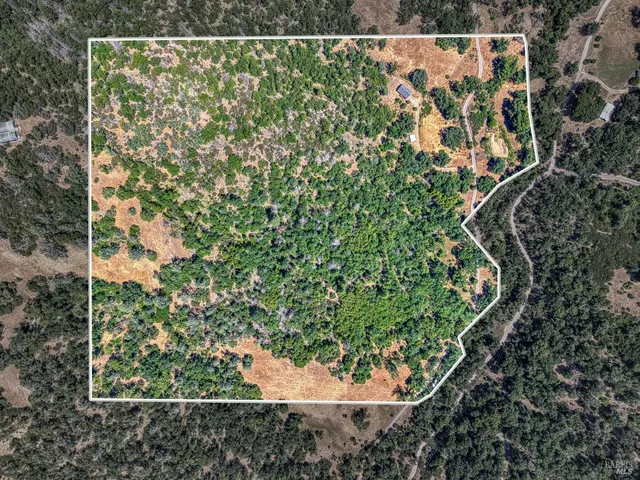 a view of a tree in a yard