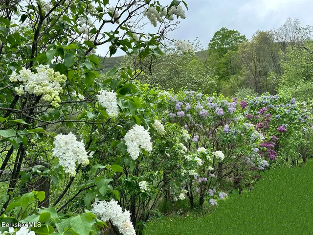 a view of flowers in bunch