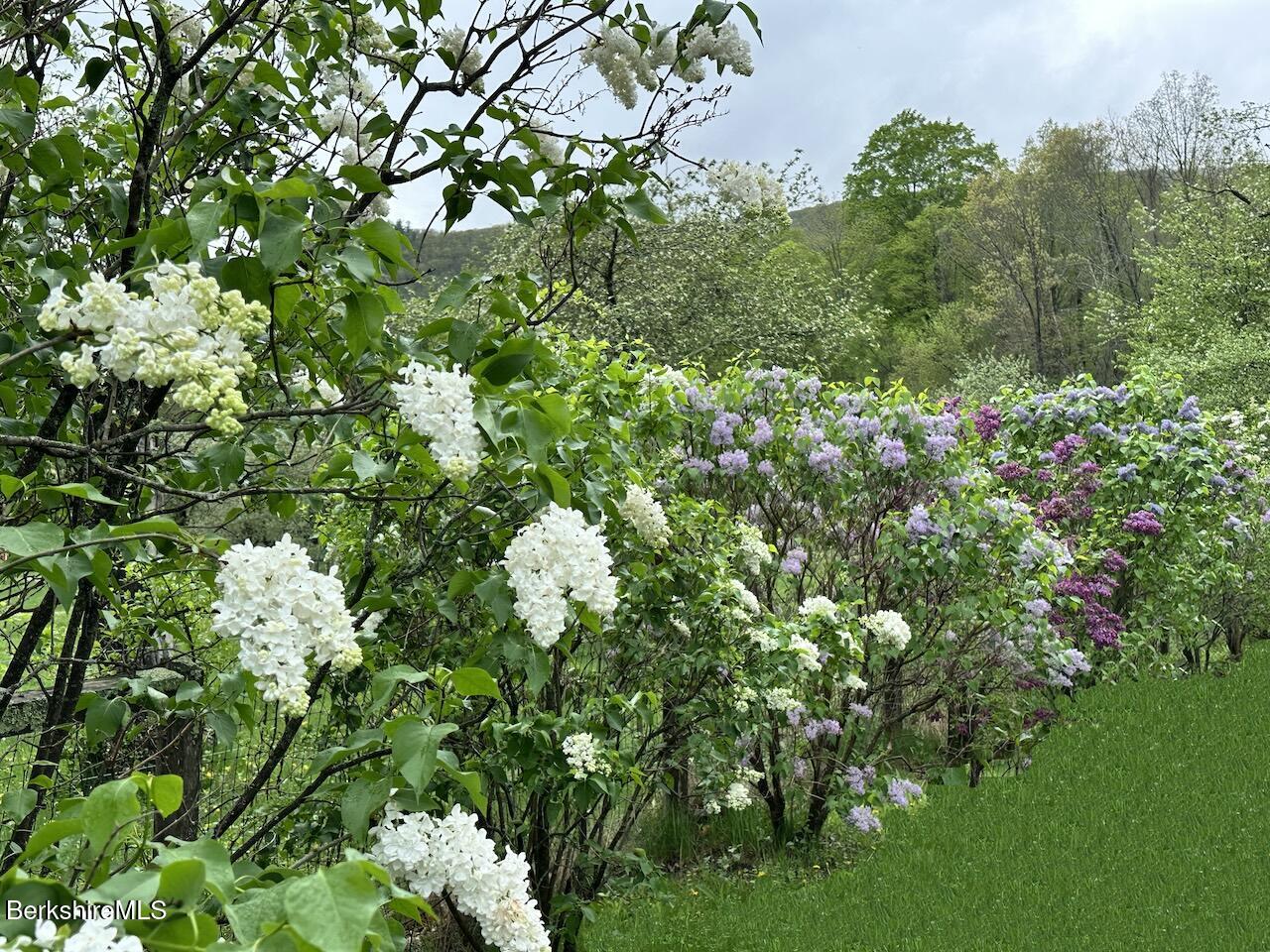 1786 South Undermountain Road Sheffield, MA 01257 - Photo 17 of 17 a view of flowers in bunch