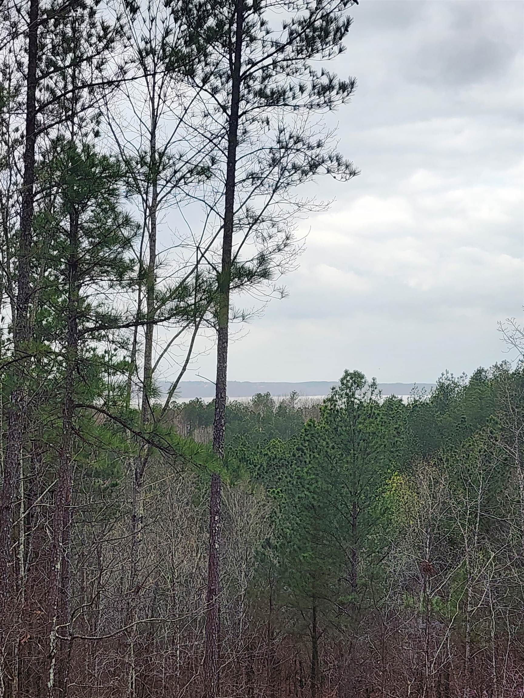 Lot #5 Eagle Point Drive Cherokee, AL 35616 - Photo 1 of 10 a view of a yard with a tree
