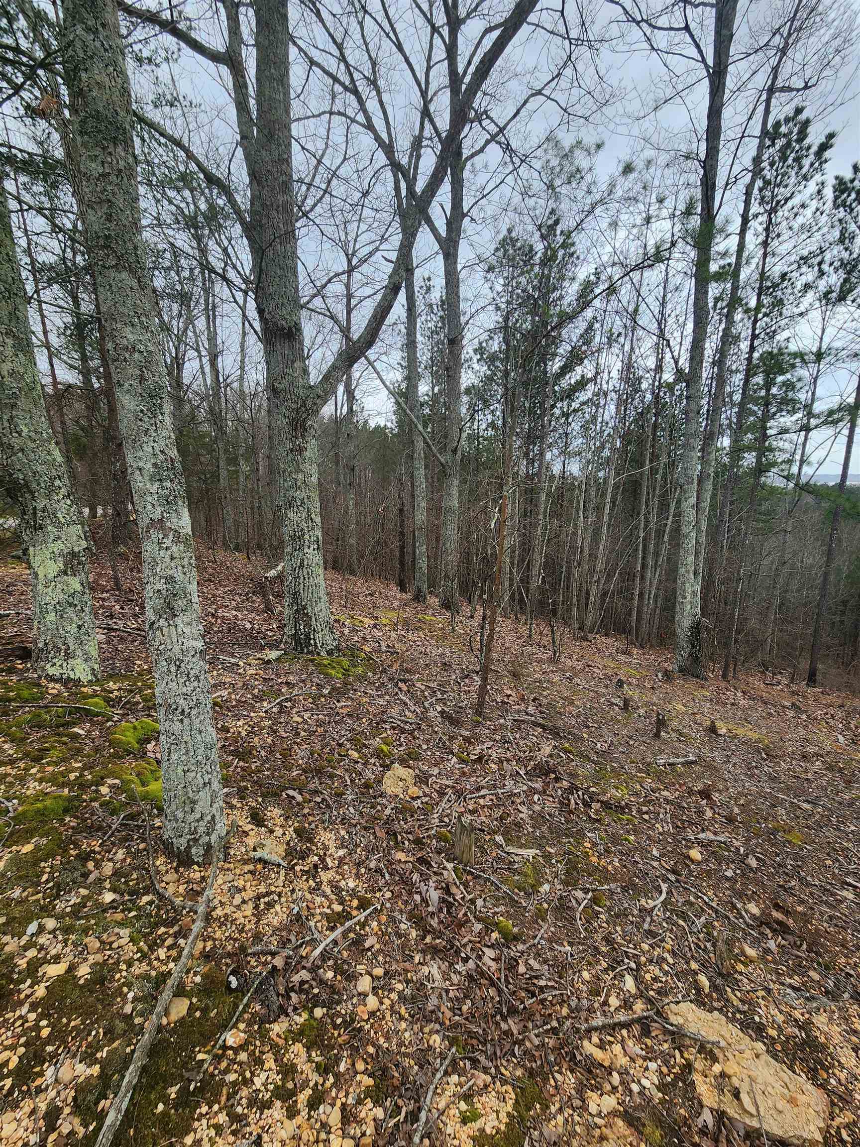 Lot #5 Eagle Point Drive Cherokee, AL 35616 - Photo 6 of 10 a backyard of a house with lots of green space