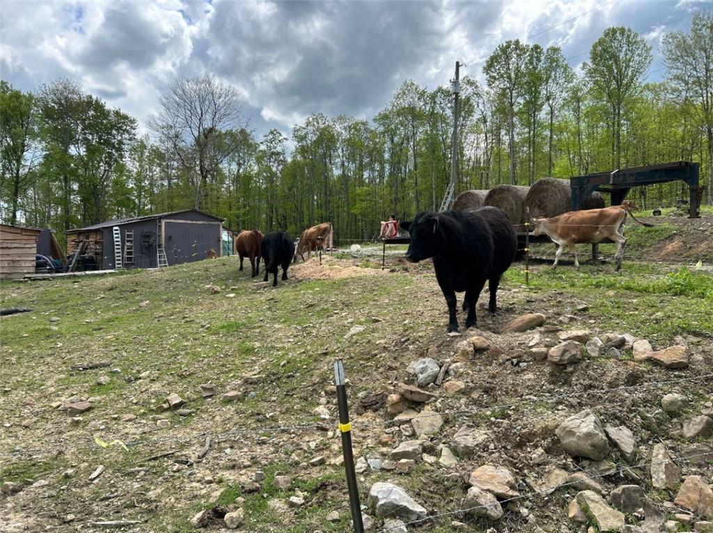 135 Sandy Flat Road Connellsville, PA 15425 - Photo 26 of 28 Cows are no longer at the property.