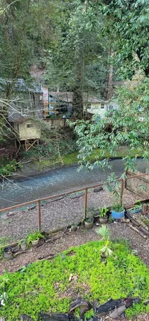 a view of a yard with plants and large trees