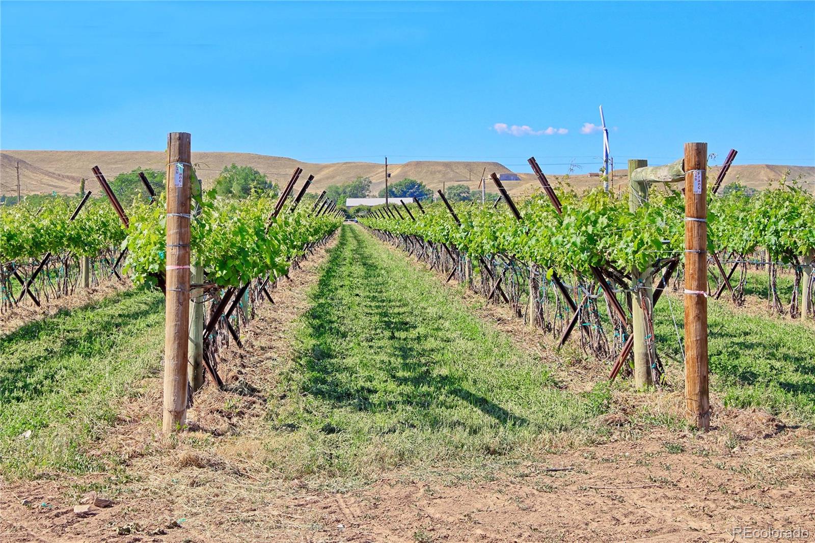 3626 F Road Palisade, CO 81526 - Photo 29 of 35