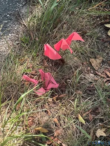wooden view of a yard